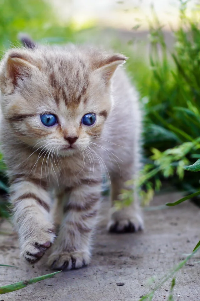 котёнок, маленький