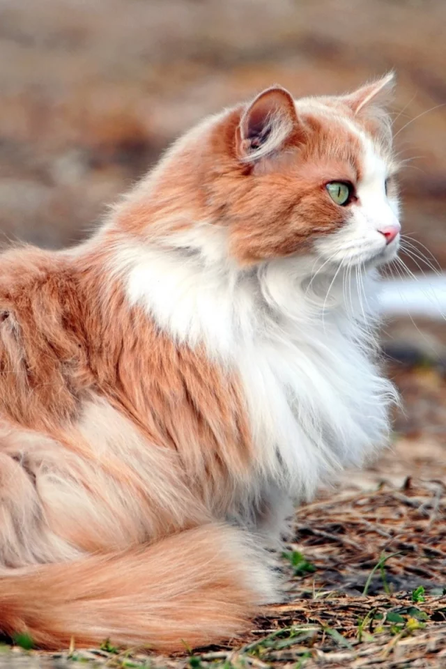 кошка, животное, лежит