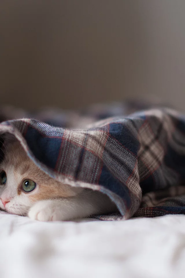 котёнок, взгляд, усы