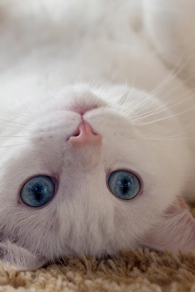 кошка, животные, взгляд