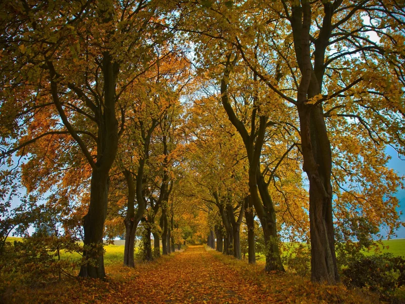 пейзаж, природа, красота