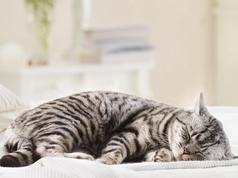 кошка, животное, спит