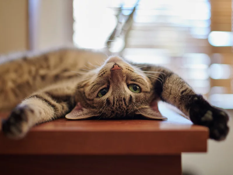 кот, взгляд, усы