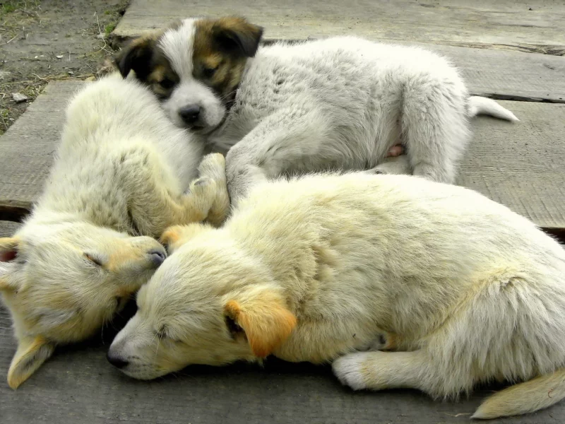 щенки, спят