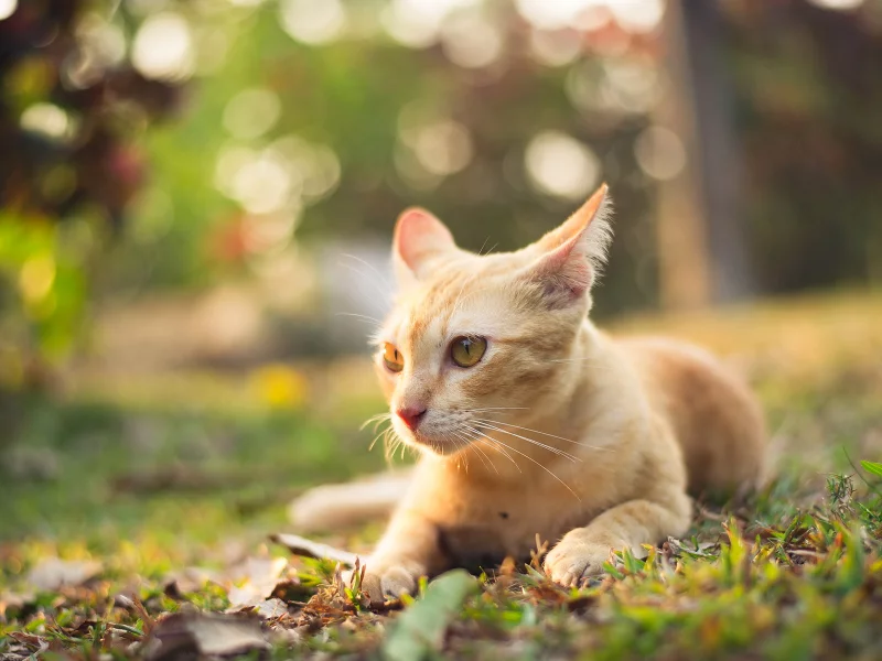 котёнок рыжий, взгляд