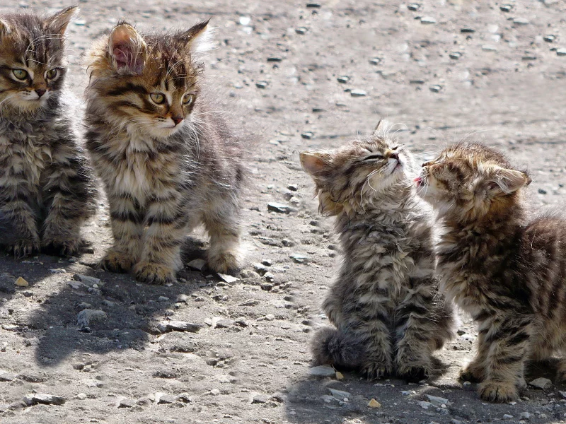 котята, животные