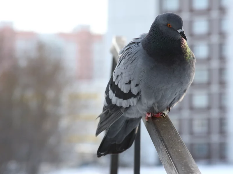 голубь, птица