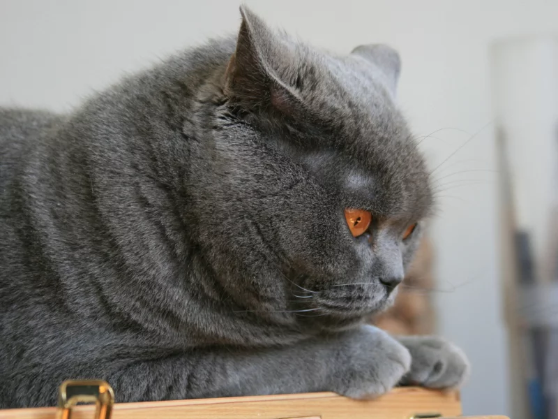 кот, глаза, животное