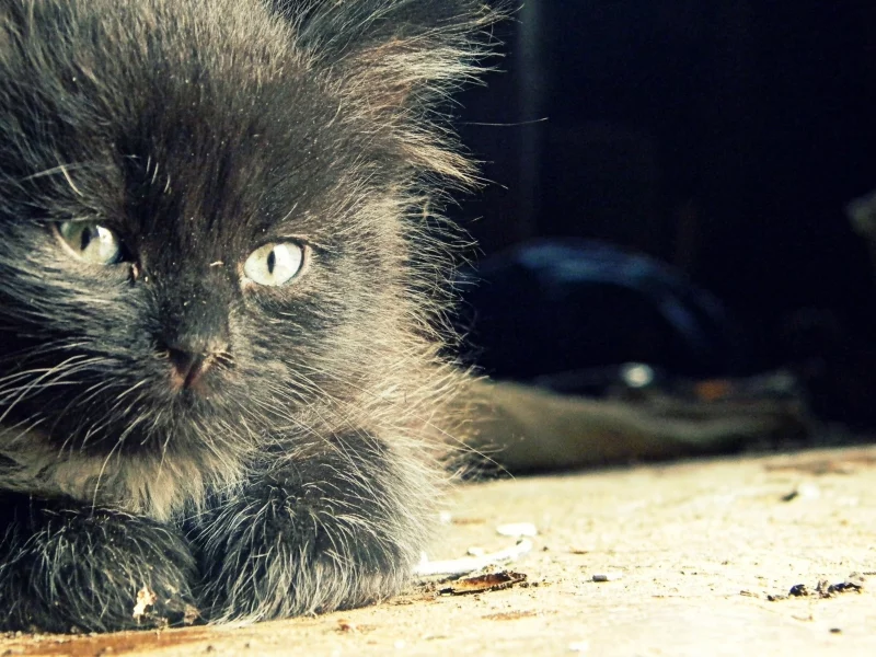 котёнок, маленький