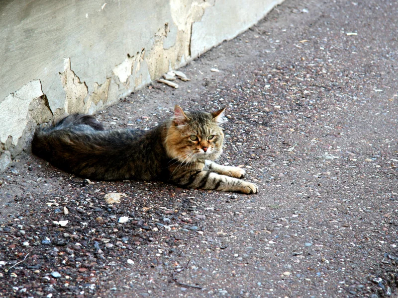 кошка, взгляд, лежит