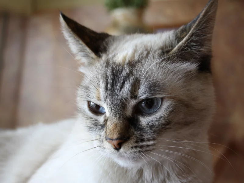 кошка, животное