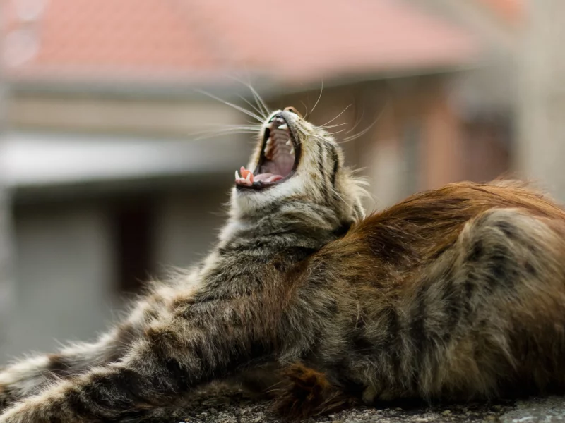 кошка, пасть, клыки