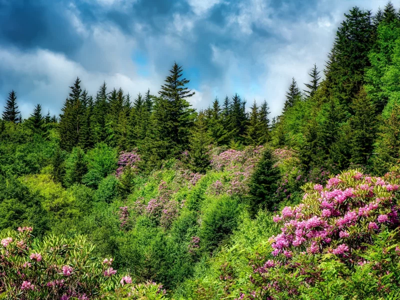 пейзаж, природа, красота