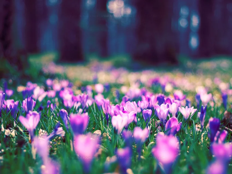 цветы, природа