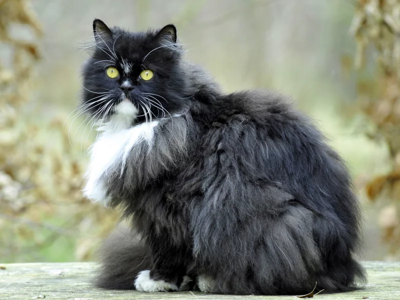 кошка, взгляд, животное