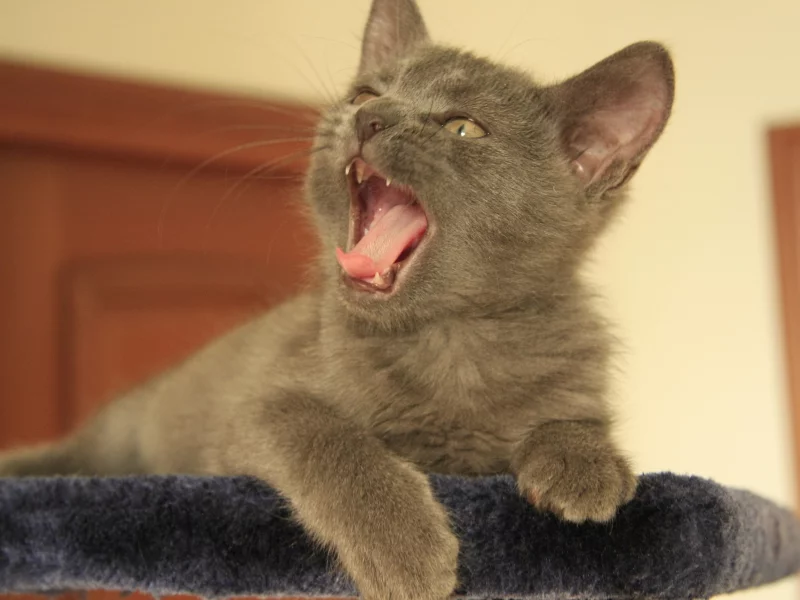 котёнок, пасть