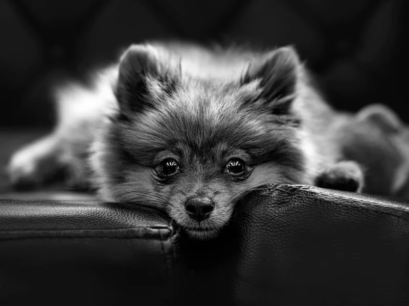 собака, животное