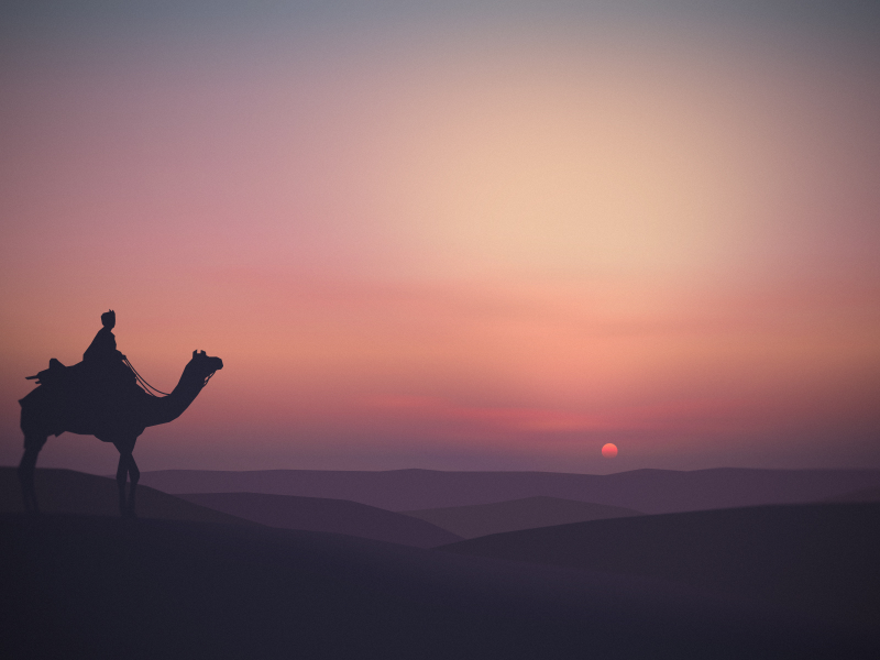 верблюд, пустыня