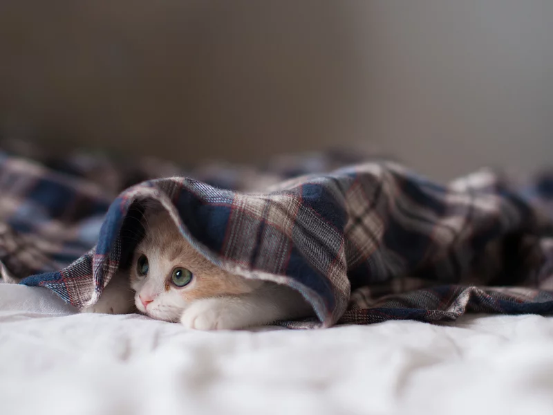 котёнок, взгляд, усы