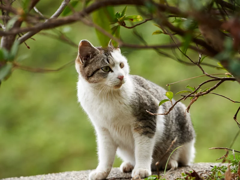 котёнок, взгляд, усы