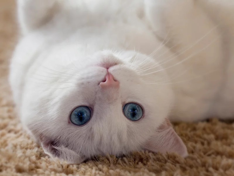 кошка, животные, взгляд