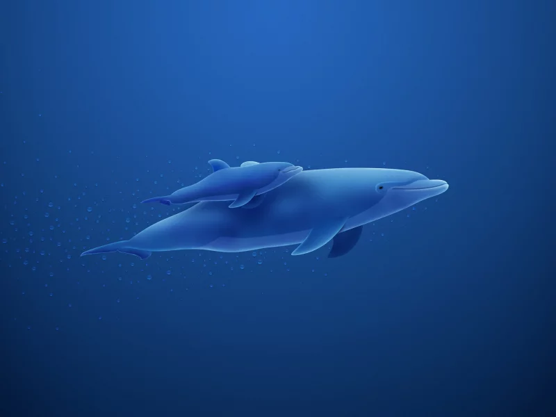 дельфины, в море