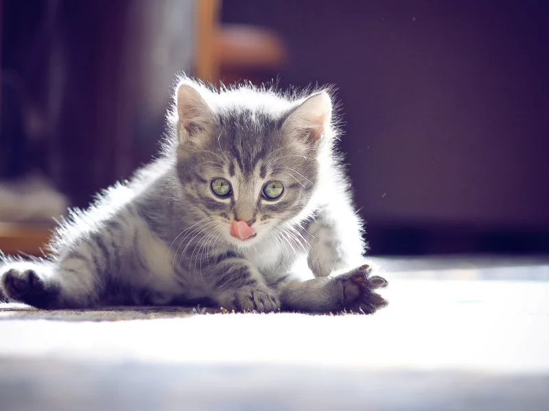 котёнок, маленький