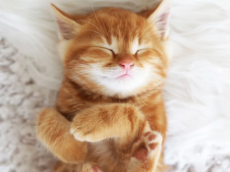 котёнок рыжий, спит