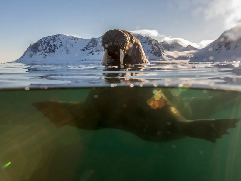 морж, вода