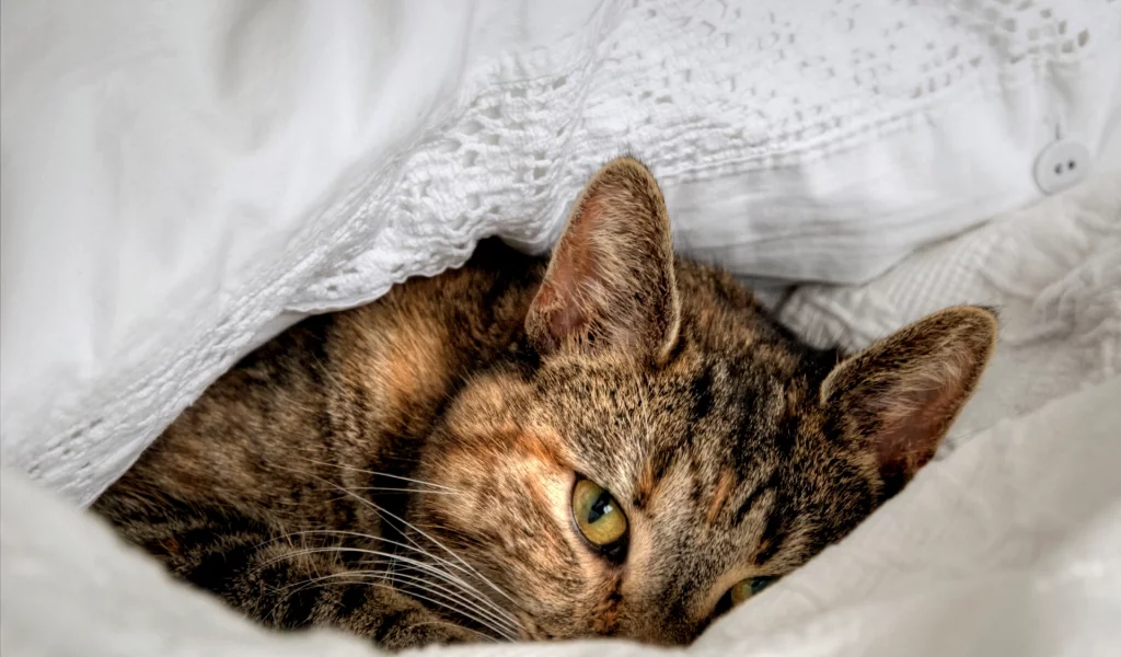 кошка, взгляд, лежит