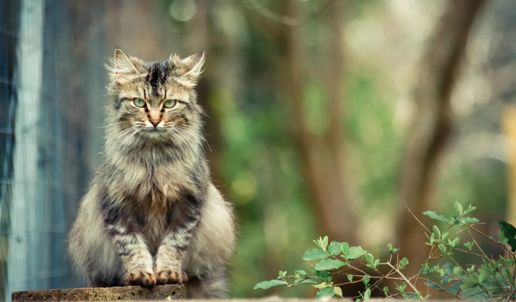 кот, взгляд, животное