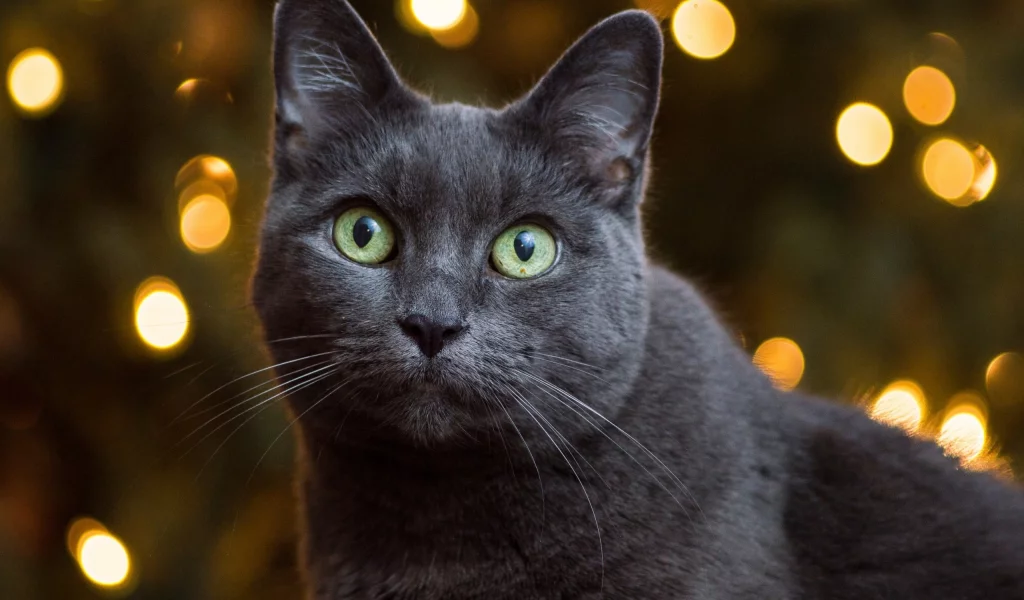 кошка, животные, взгляд