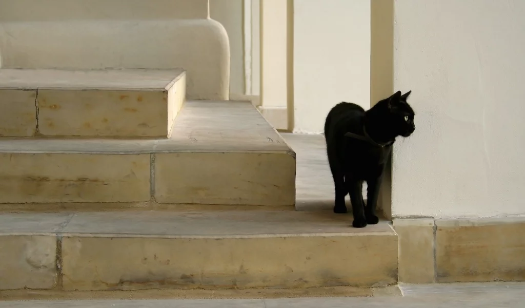кошка, животные, взгляд, уши