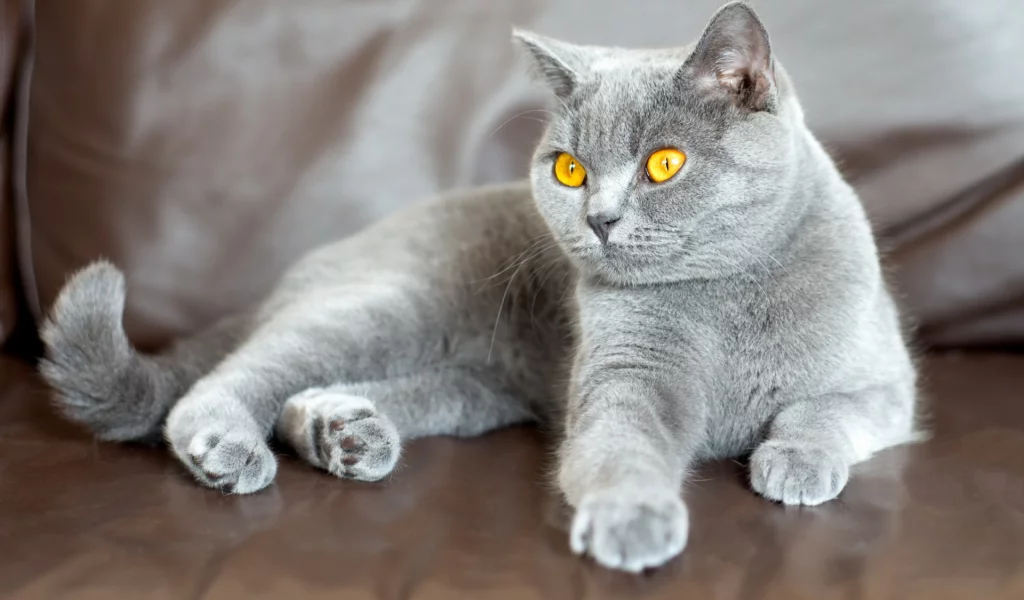 кот британец, взгляд