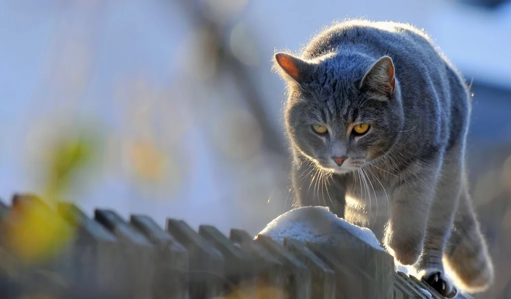 кот, животное, идёт по забору