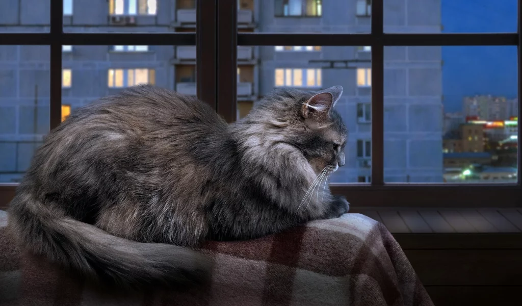 кошка, кот, коте