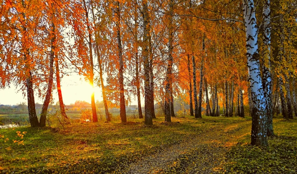 лес, осень, закат