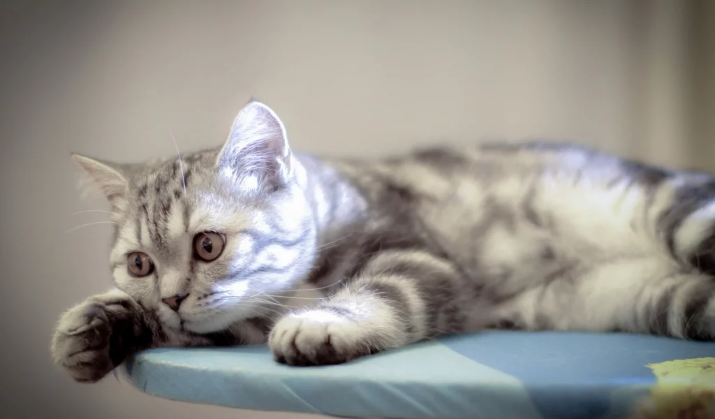 котёнок, взгляд, усы
