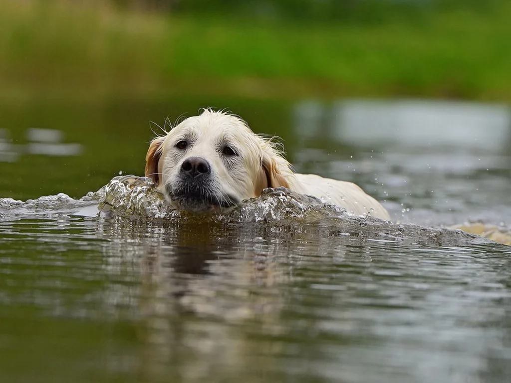 собака, вода