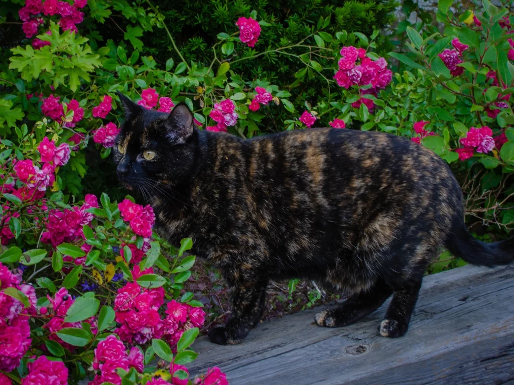 кошка, кот, коте