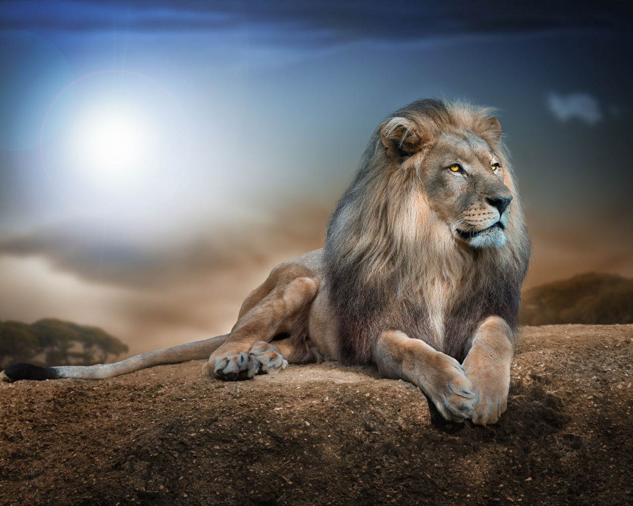 король, лев