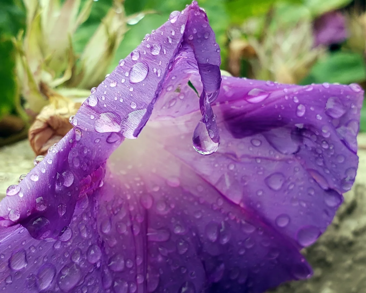 вьюнок, капли воды