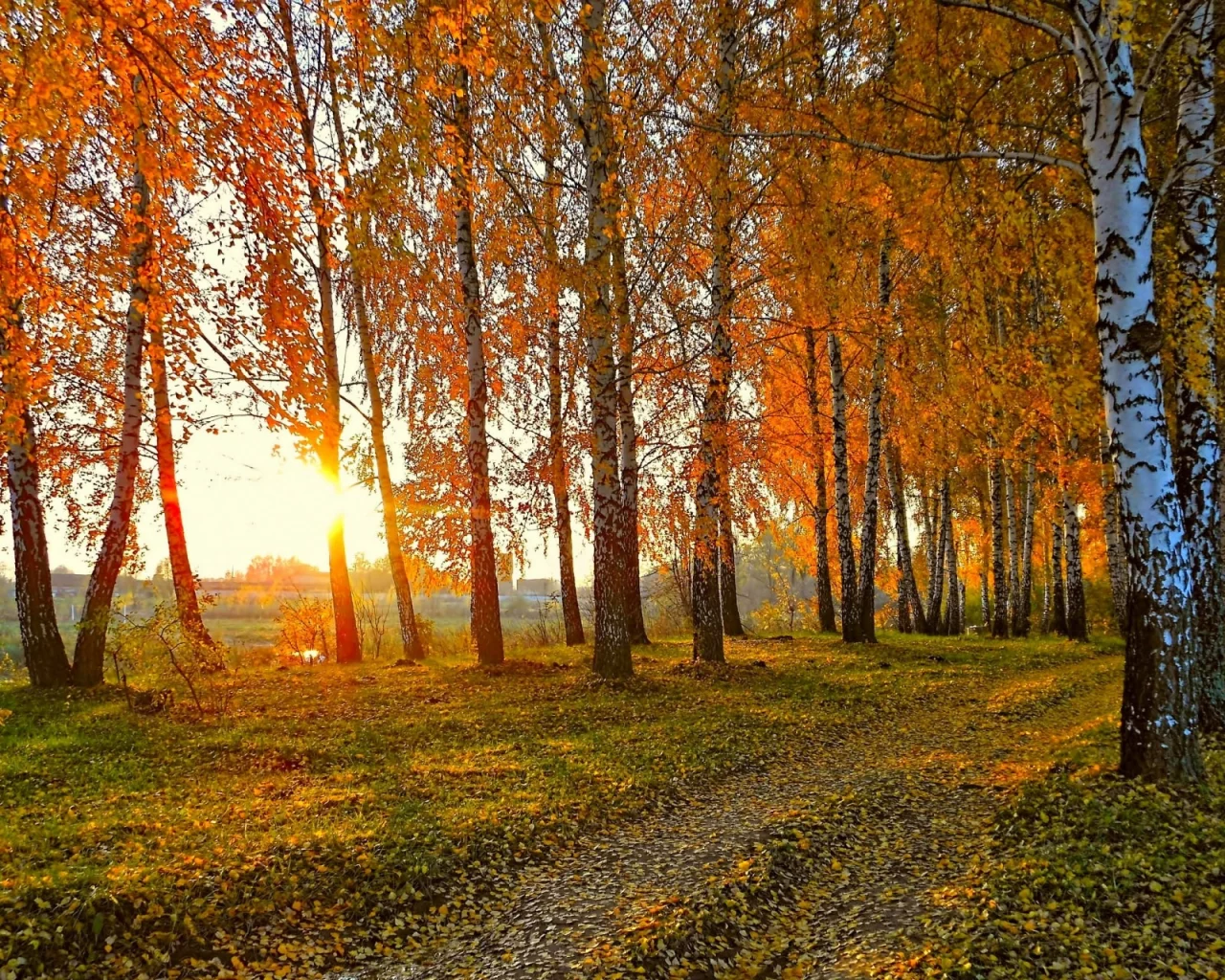 лес, осень, закат