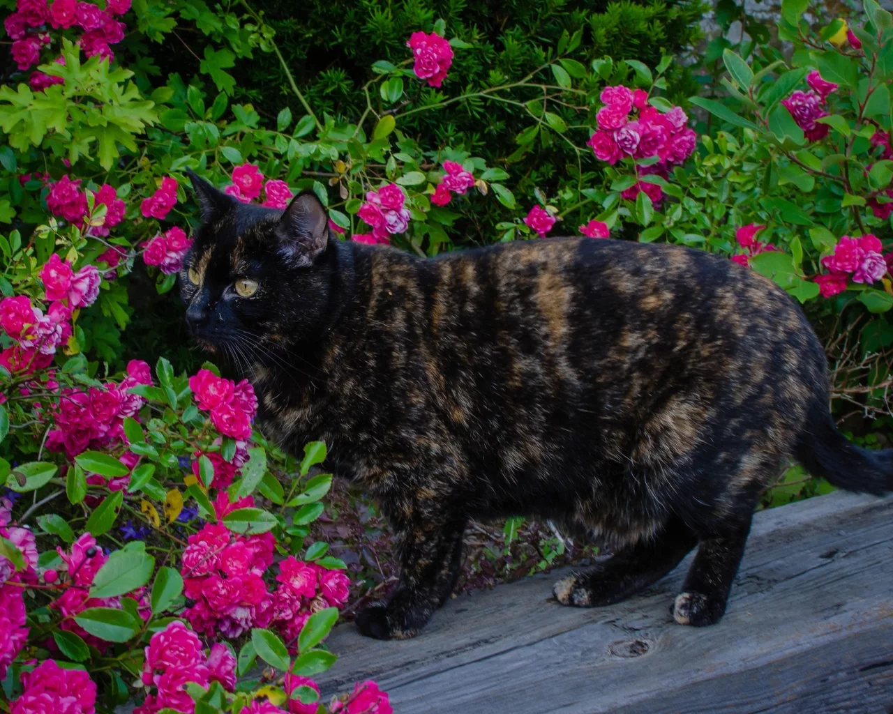 кошка, кот, коте