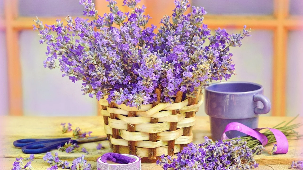 лаванда, цветы