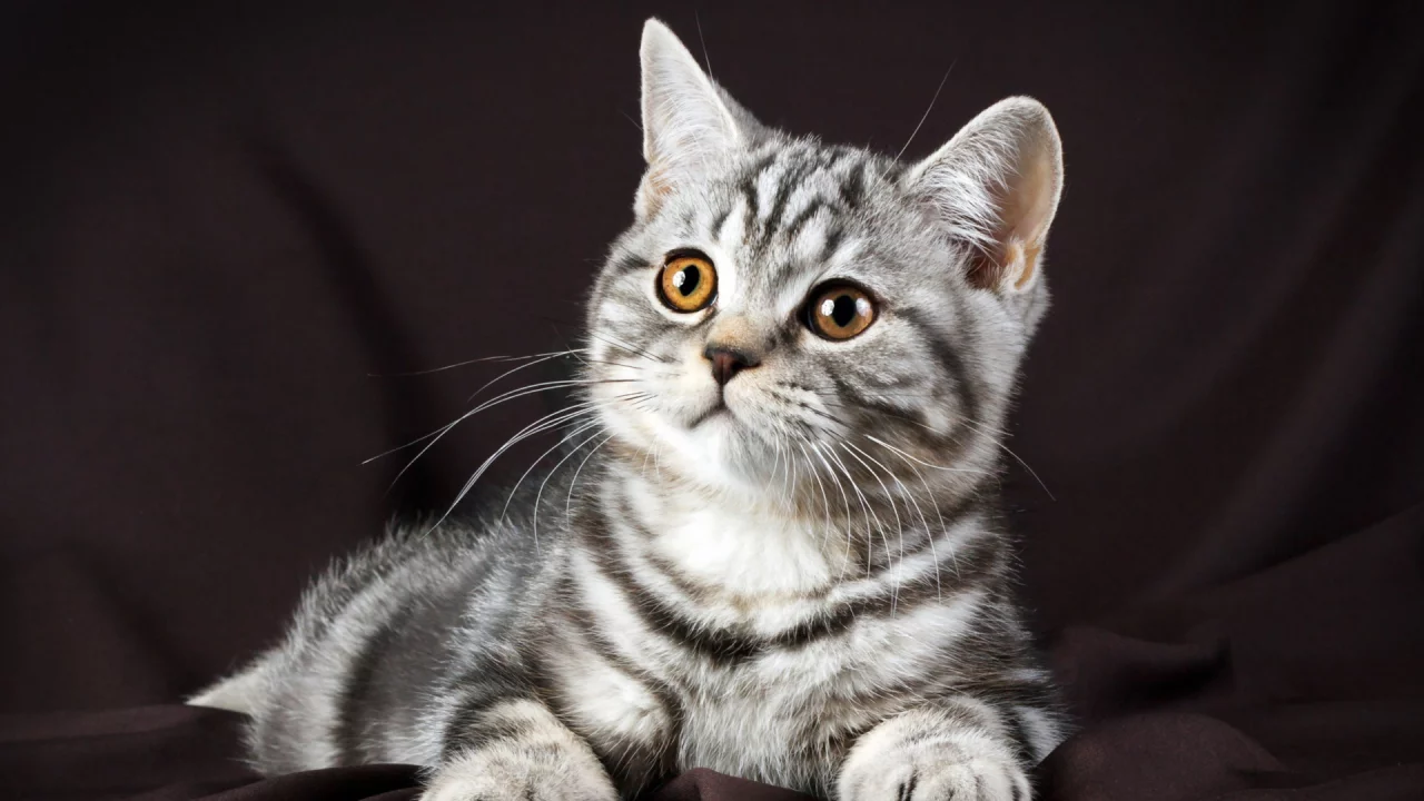 кот, взгляд