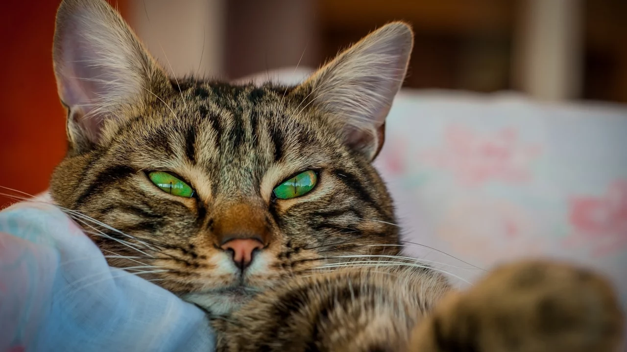 кот, взгляд, усы