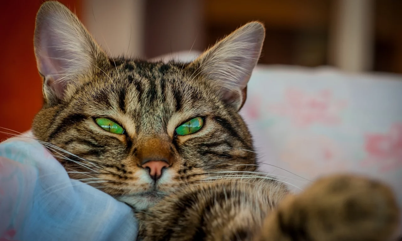 кот, взгляд, усы