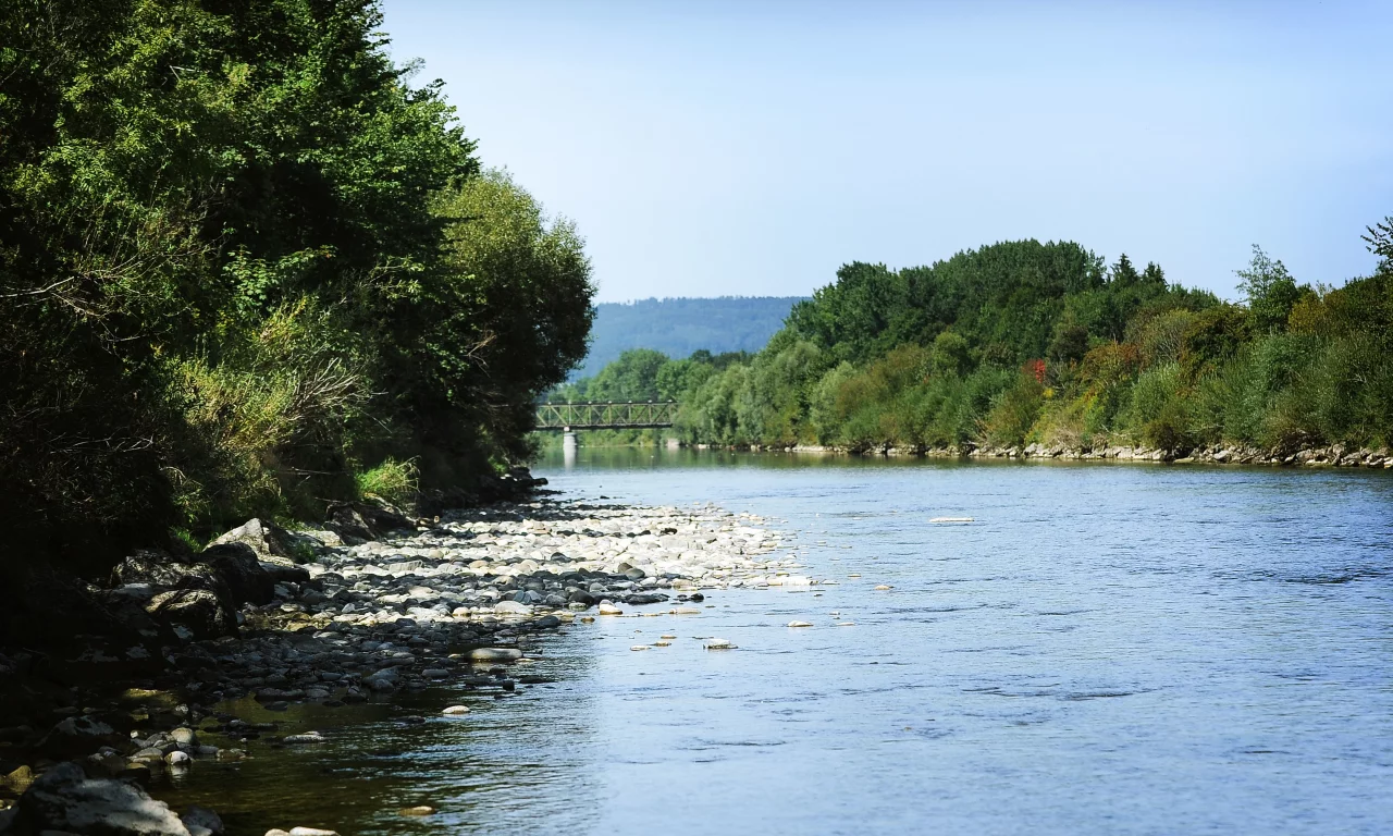 речка, деревья, вода