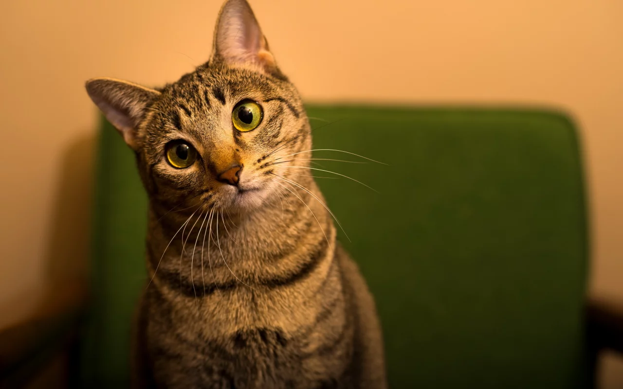 кошка, животные, взгляд, уши